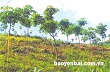 Cây cao su phù hợp với điều kiện thổ nhưỡng Yên Bái 